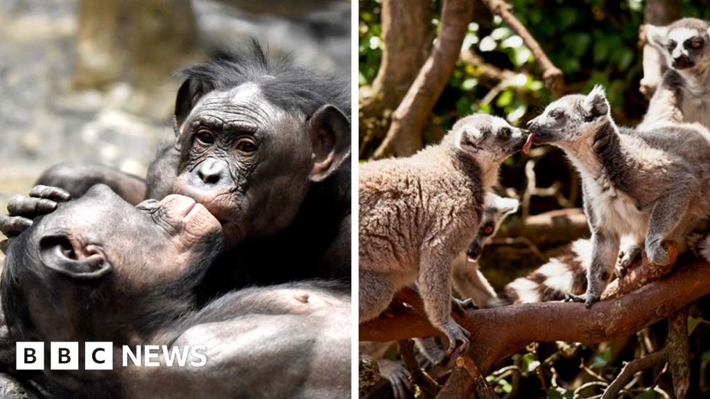 Scientists Reveal That First Kiss Originated 21 Million Years Ago – Mirror Brief